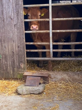 This weekends walk 4 pic 4