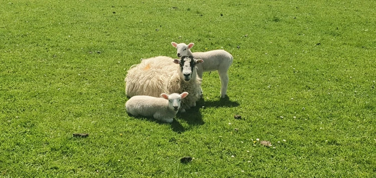 This weekends walk 4 pic 5