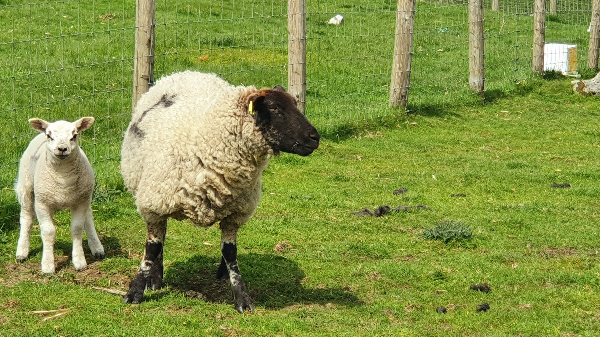 This weekends walk 5 pic 7