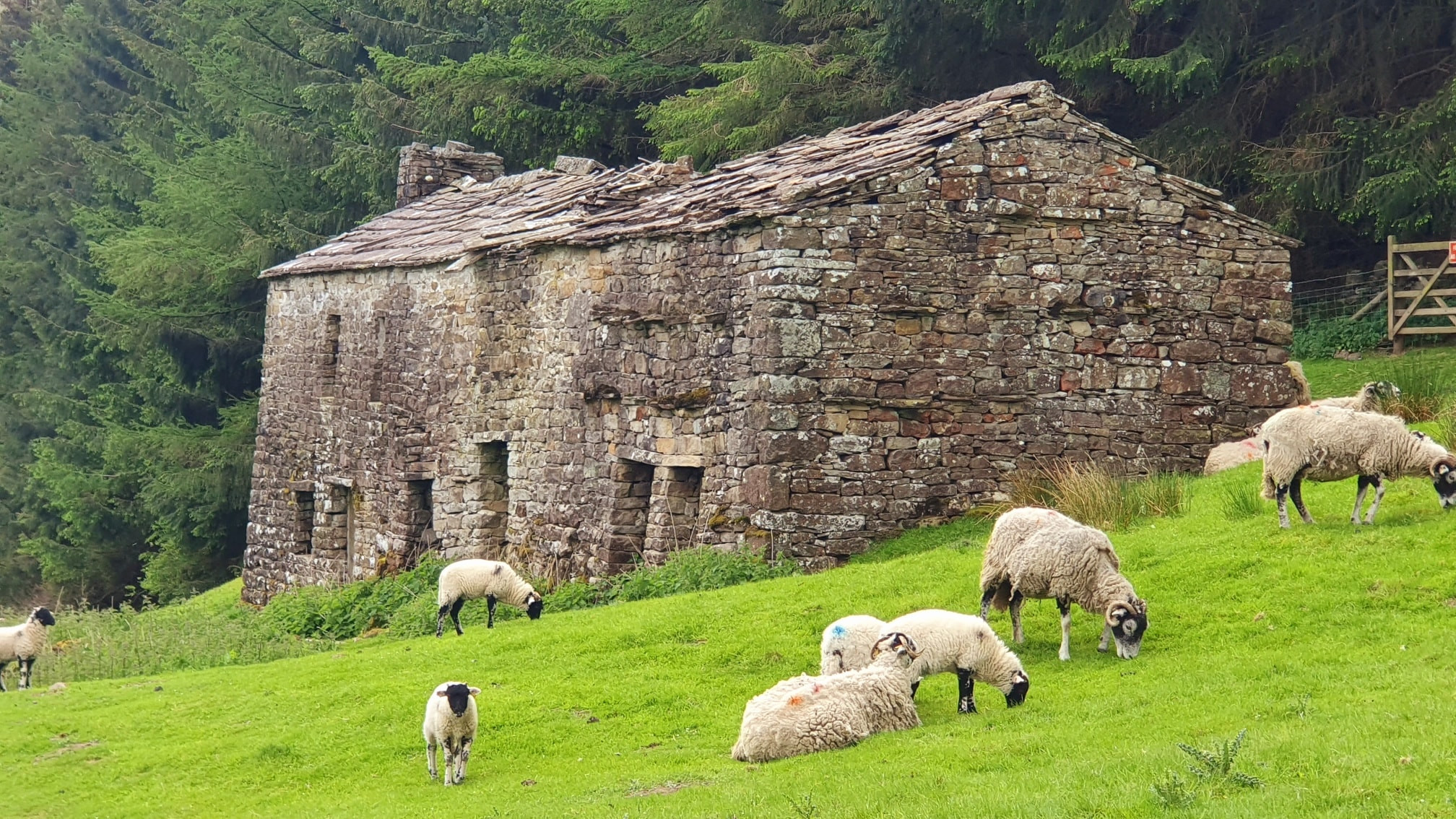 This weekends walk 7 pic 13