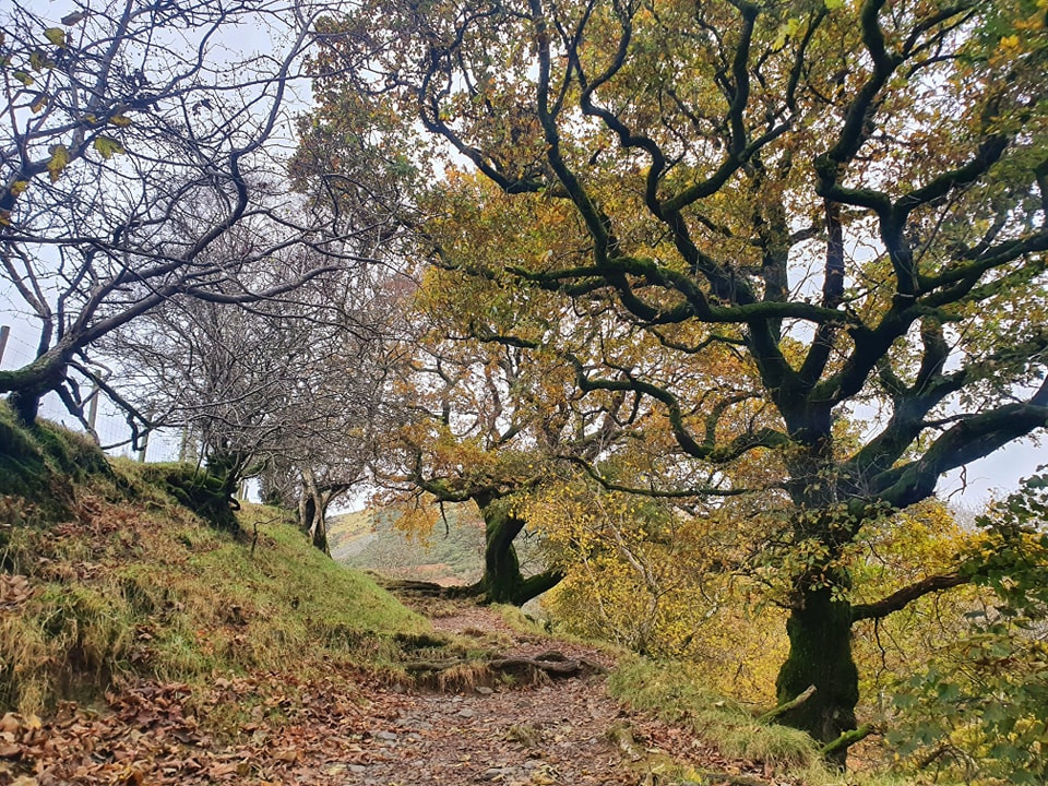 This weekends wallk 23 pic 7