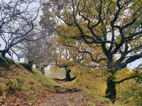 This weekends wallk 23 pic 7