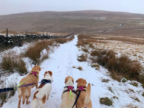 This weekends walk 15 pic 1