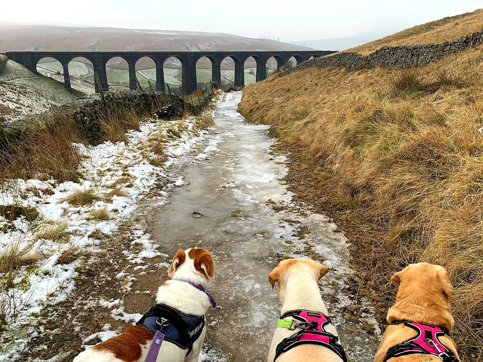 This weekends walk 15 pic 5