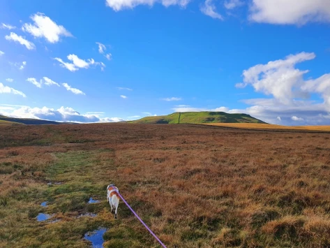 This weekends walk 19 pic 13